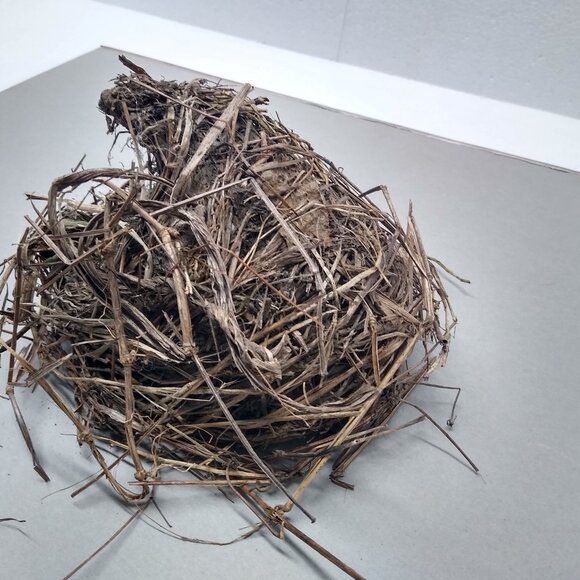 Authentic Natural Bird Nest 2011 Joplin Missouri Tornado Aftermath Unique Rustic - Picture 5 of 8